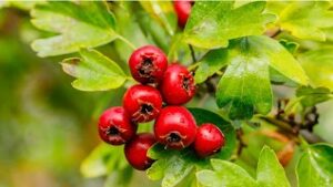 Hawthorn Berries