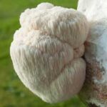 Lion's Mane Powder 1